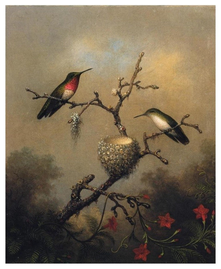 "Ruby Throated Hummingbird" Digital Paper Print by Martin Johnson Heade, 15"x18"