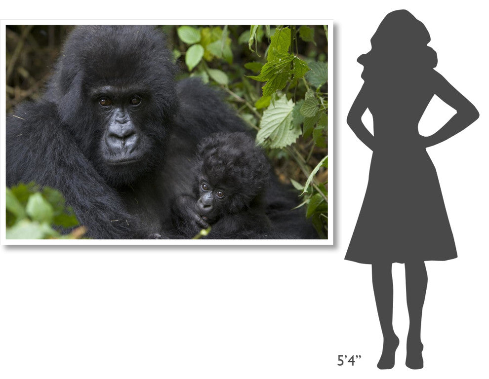"Gorilla mother and infant, Parc National Des Volcans" Paper Art, 62"x42"