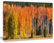 Fall Trees Panorama, Landscape Canvas Art Print, 20"x12"