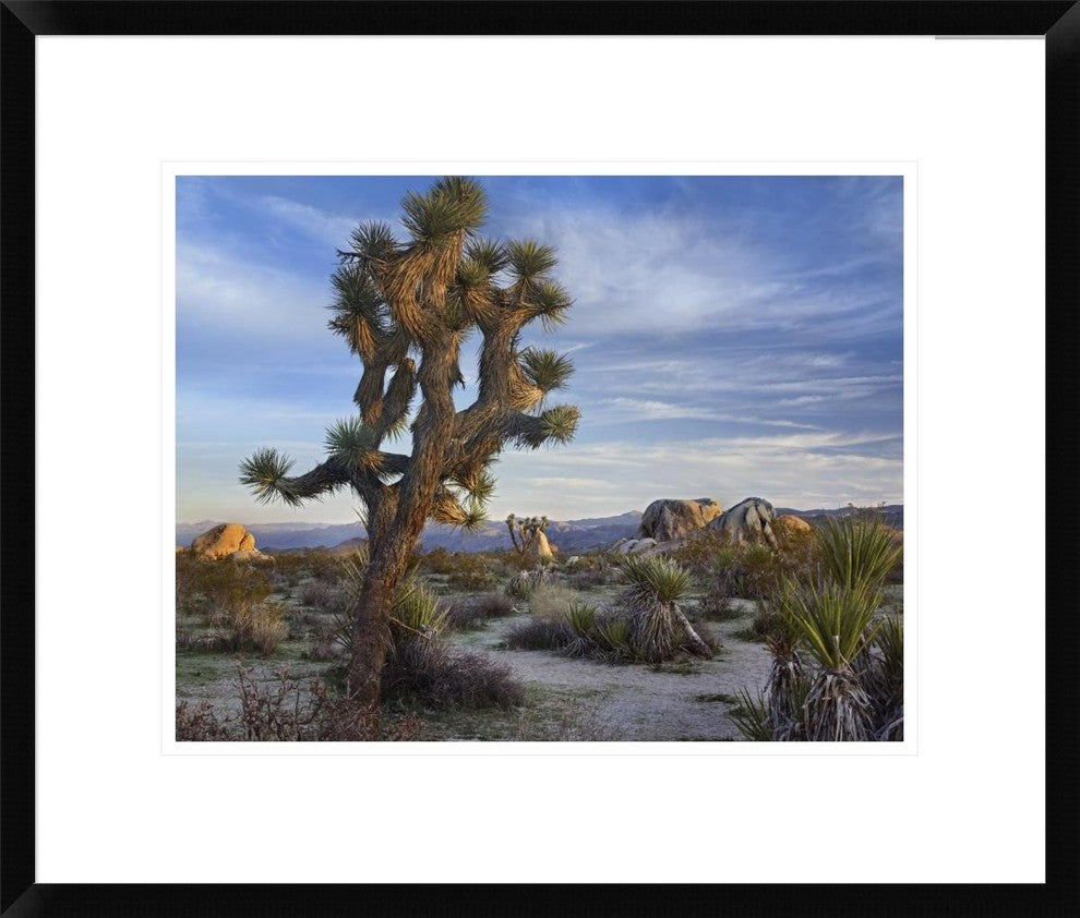 "Joshua Tree, Joshua Tree National Park, California"  by Tim Fitzharris, 24x20"