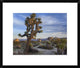 "Joshua Tree, Joshua Tree National Park, California"  by Tim Fitzharris, 24x20"