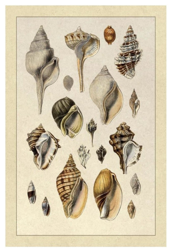 "Shells: Sessile Cirripedes #3" Digital Paper Print by G.B. Sowerby, 14"x20"