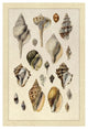"Shells: Sessile Cirripedes #3" Digital Paper Print by G.B. Sowerby, 14"x20"
