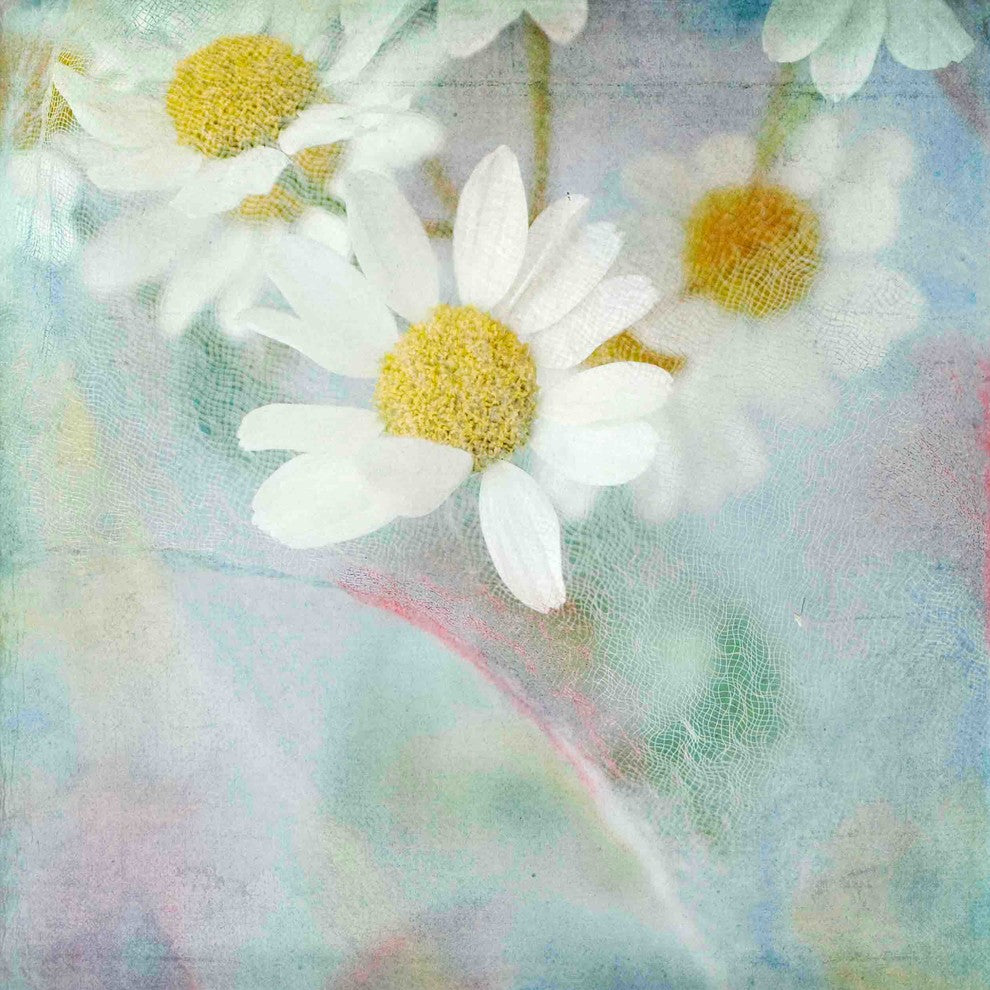 "White Daisy 1" Painting Print on Wrapped Canvas by Julie Joy