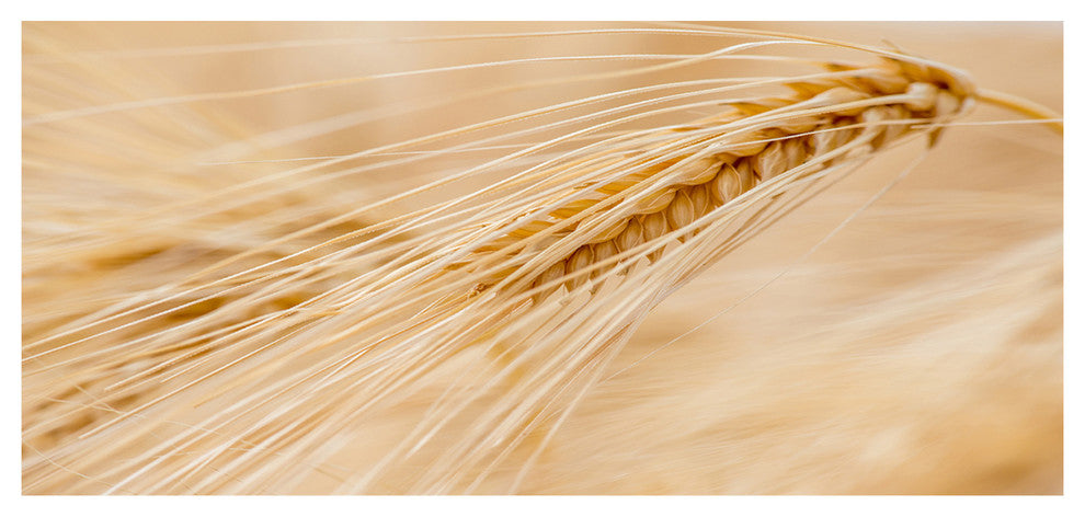 Cereal Plants Barley, Large Floral Canvas Art Print, 60"x28"