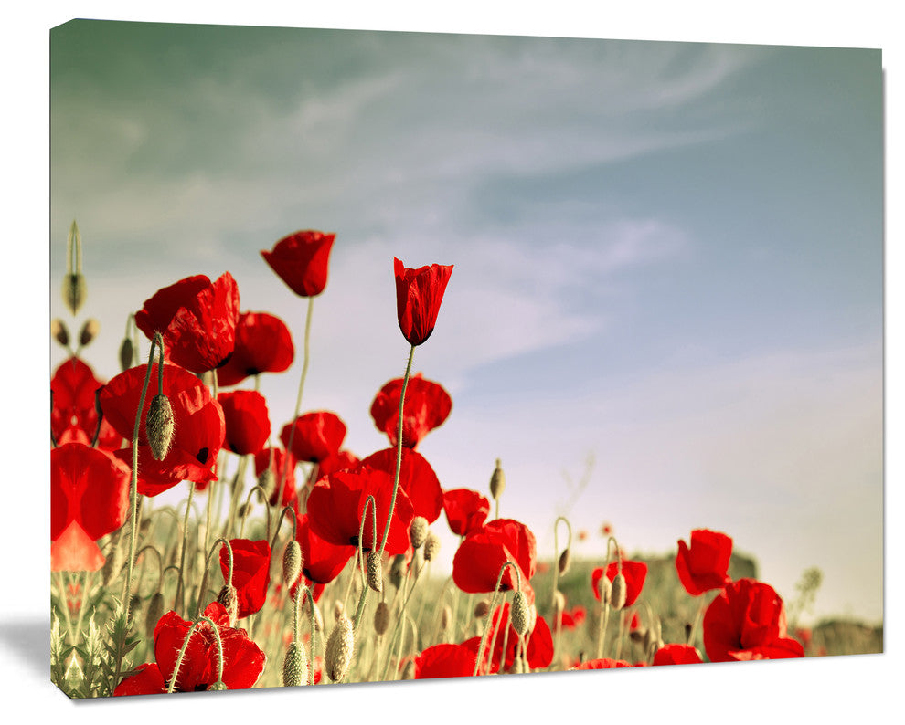 Flourishing Red Poppies, Floral Canvas Art Print, 40"x30"