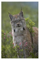 "Canada Lynx portrait, North America" Paper Print by Tim Fitzharris, 22"x32"
