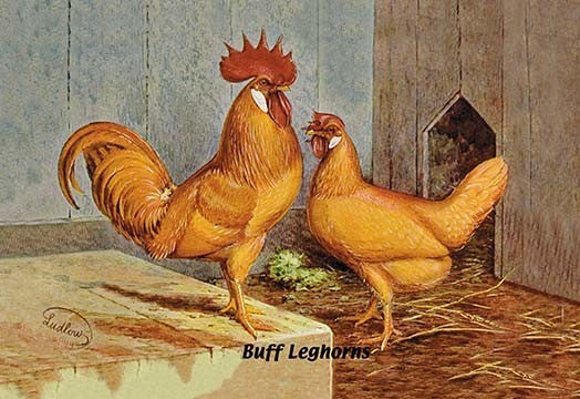 Buff Leghorns- Fine Art Giclee Print 24" x 36"