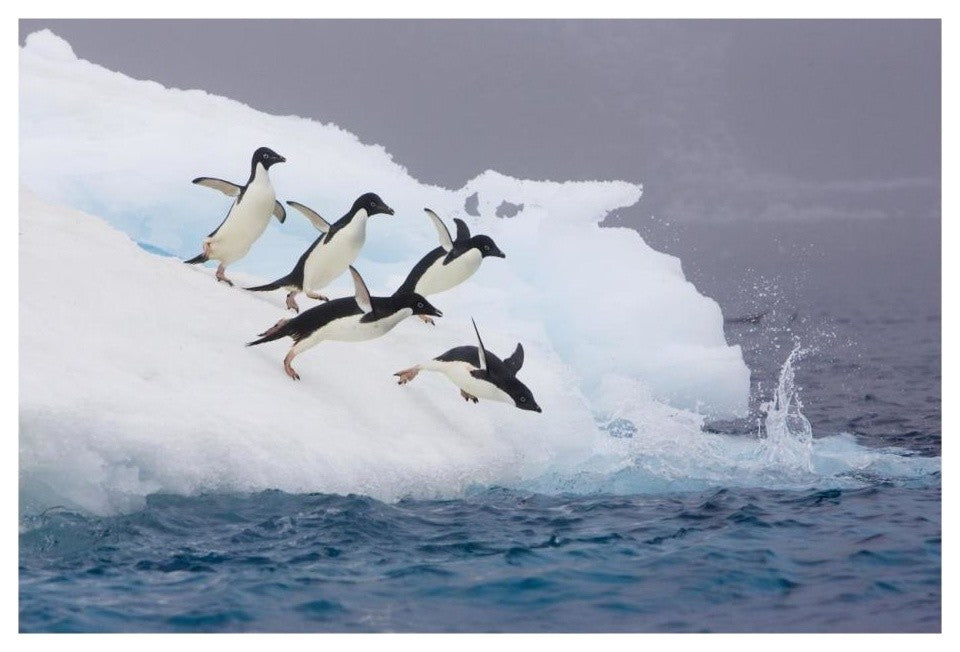 "Adelie Penguin diving off iceberg, Paulet Island" Paper Art, 26"x18"