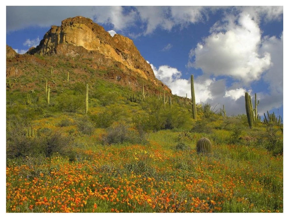 "California Poppy, Saguaro cacti, Organ Pipe Cactus Monument" Paper Art, 42"x32"