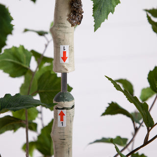 Close-up of trunk with assembly/measurement indicators on white background.