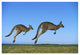 "Eastern Grey Kangaroo adults hopping, Murramarang NP" Paper Art, 50"x34"