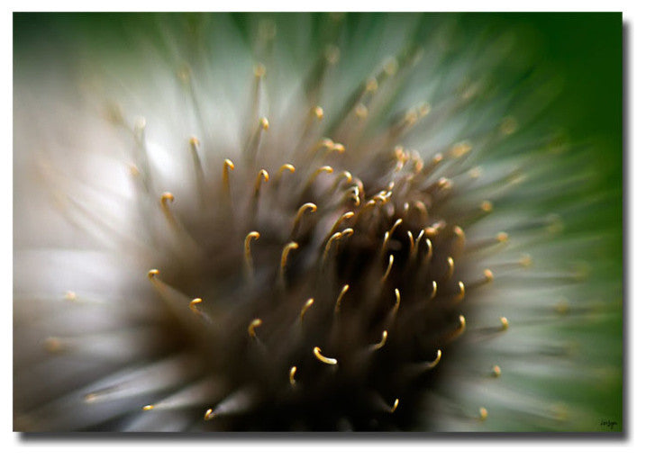 'Wild Thing' Canvas Art by Lois Bryan
