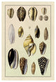 "Shells: Convoltae and Orthocerata" Digital Paper Print by G.B. Sowerby, 26"x38"