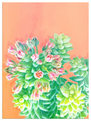 Ready2HangArt 'Fresh Growth' Wrapped Canvas Succulent Wall Art, 16"x12"