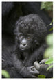 "Gorilla infant, endangered, Parc National Des Volcans" Paper Art, 14"x20"