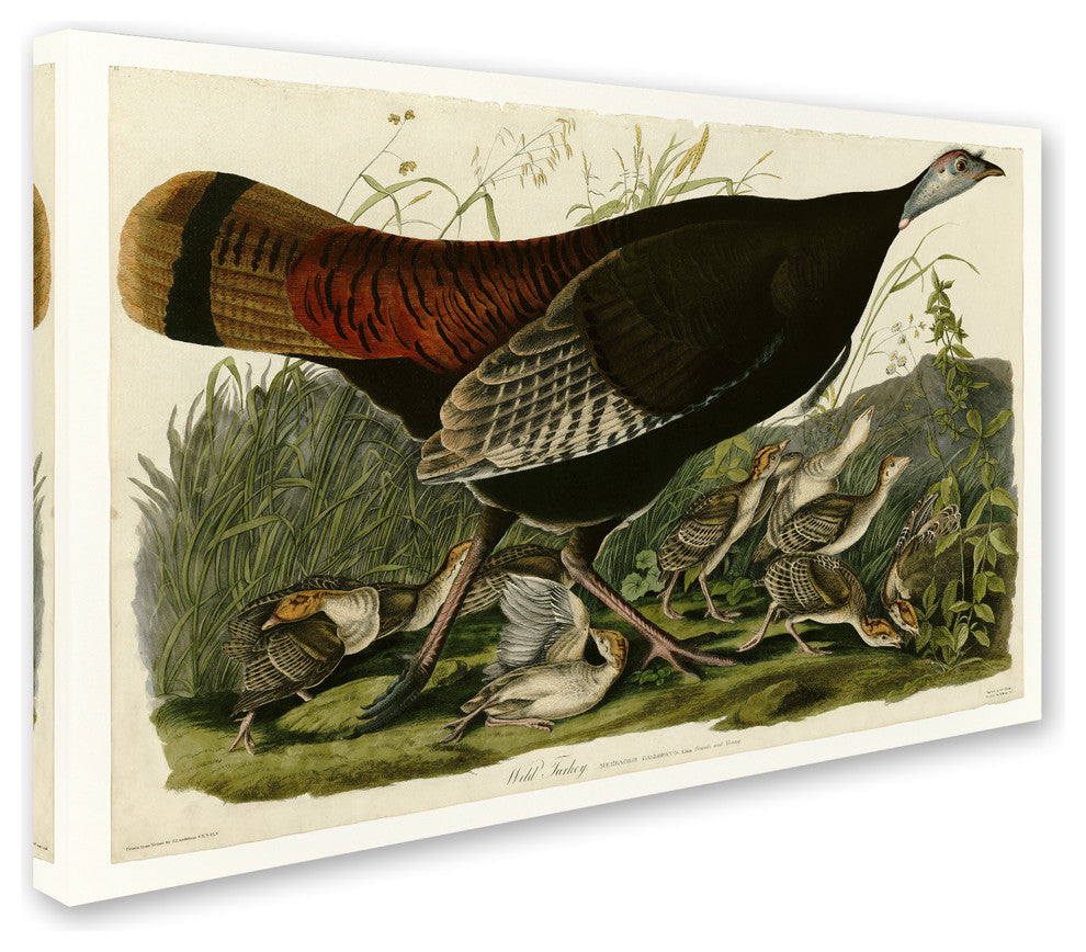 Audubon 'Wild Turkeyplate 6' Canvas Art, 32 x 22