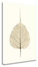 "India Ficus" By Alan Blaustein, Giclee Print on Gallery Wrap Canvas