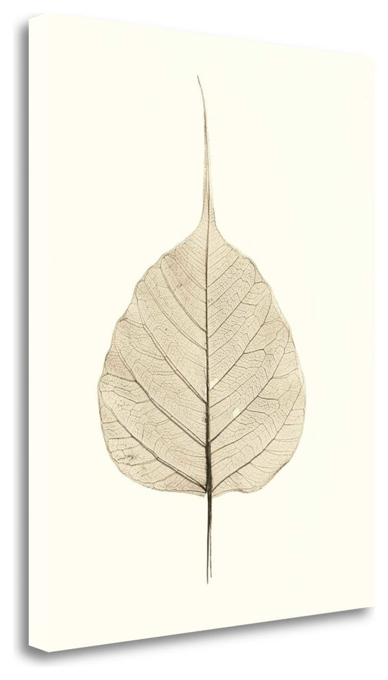 "India Ficus" By Alan Blaustein, Giclee Print on Gallery Wrap Canvas