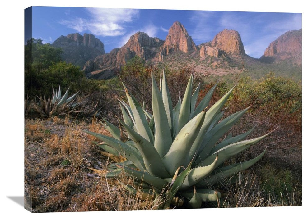 "Chisos Agave And The Chisos Mountains, Big Bend National Park, Texas" Artwork