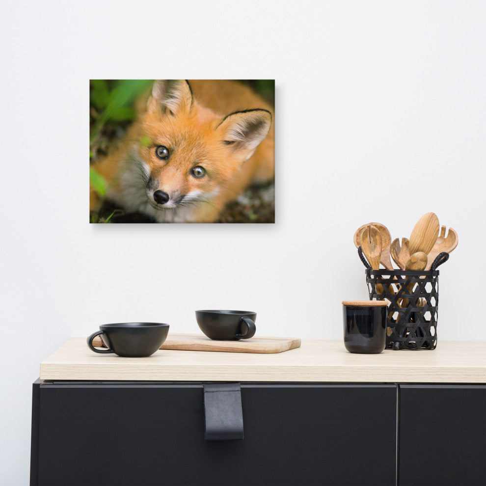 Young Red Fox Face Animal Wildlife Nature Photograph Canvas Wall Art Prints, 12" X 16"