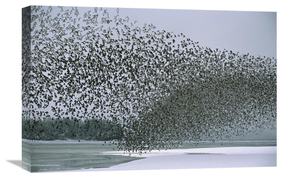 "Western Sandpiper Flock Migrating, Spring, Copper River Delta Alaska" Artwork