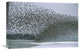 "Western Sandpiper Flock Migrating, Spring, Copper River Delta Alaska" Artwork