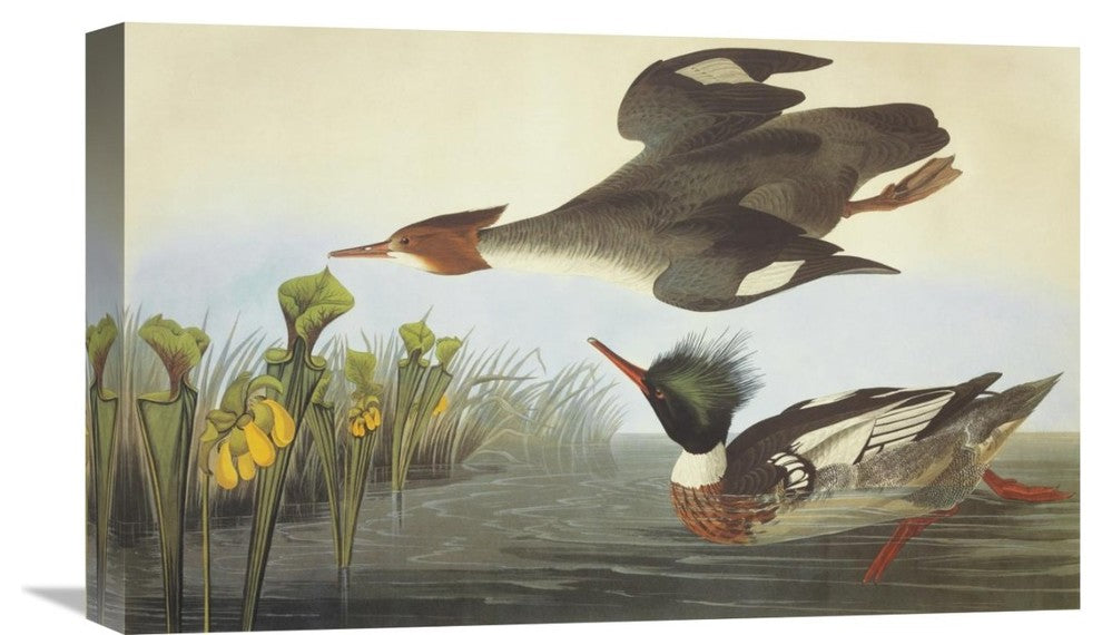 "Red-Breasted Merganser" Stretched Canvas Giclee by John James Audubon, 22"x14"
