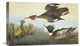"Red-Breasted Merganser" Stretched Canvas Giclee by John James Audubon, 22"x14"