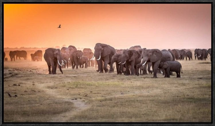 "Amboseli Morning Stroll To Starbucks"  by Jeffrey C. Sink, 23x13"