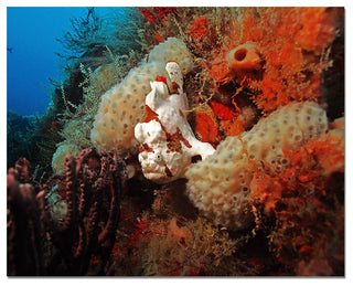 Ready2hangart Christopher Doherty Photography 'Underwater' Canvas Wall Art