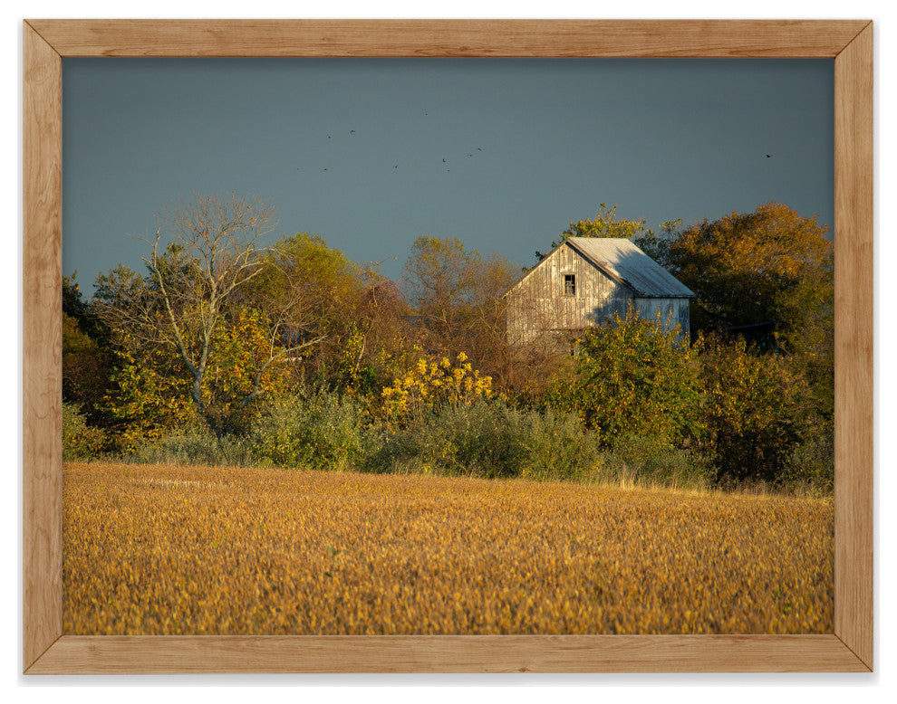 Abandoned Barn In The Trees Framed Photo Paper Wall Art Prints, Red Oak, 16" X 20"