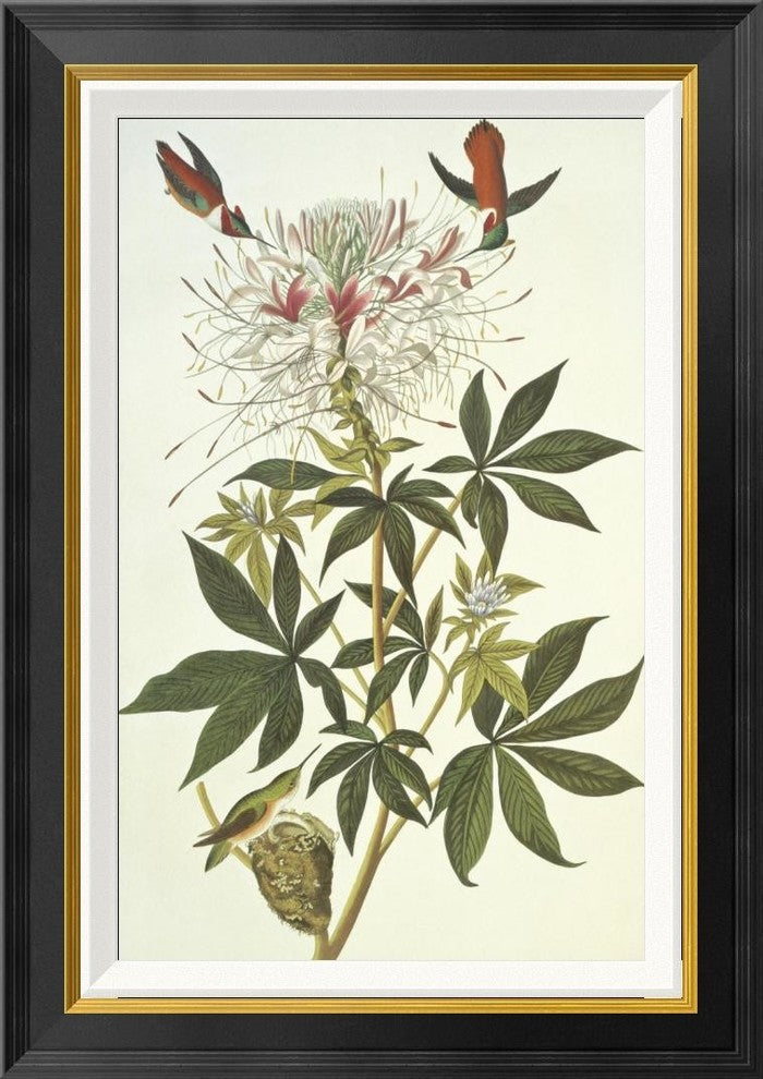 "Ruff-Necked Hummingbird" Framed Canvas Giclee by John James Audubon, 20x28"