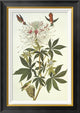 "Ruff-Necked Hummingbird" Framed Canvas Giclee by John James Audubon, 20x28"