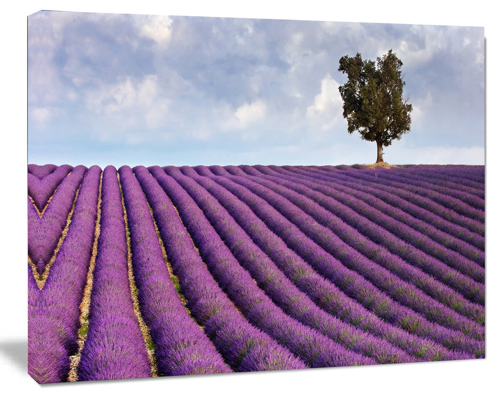 Lone Tree in Provence Lavender Field, Landscape Canvas Wall Art, 40"x30"