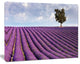 Lone Tree in Provence Lavender Field, Landscape Canvas Wall Art, 40"x30"