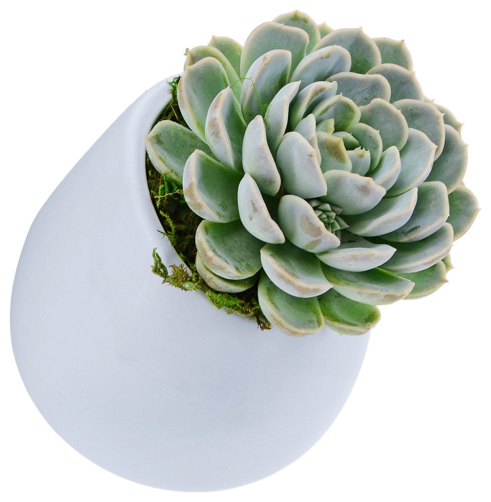 Large Round Wall Planter, Sky