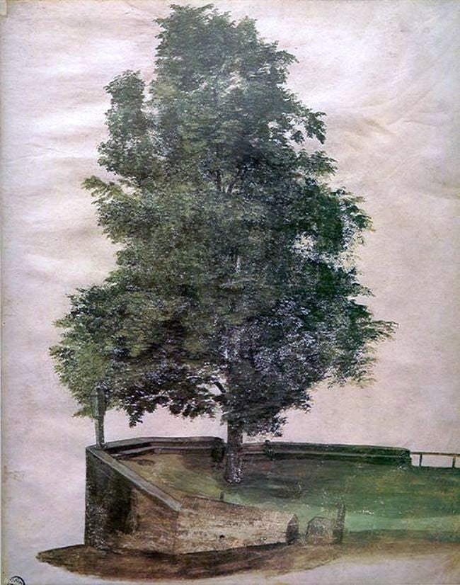 Albrecht Durer Linden Tree on a Bastion, Gallery Wrapped Canvas Print, 20"x25"