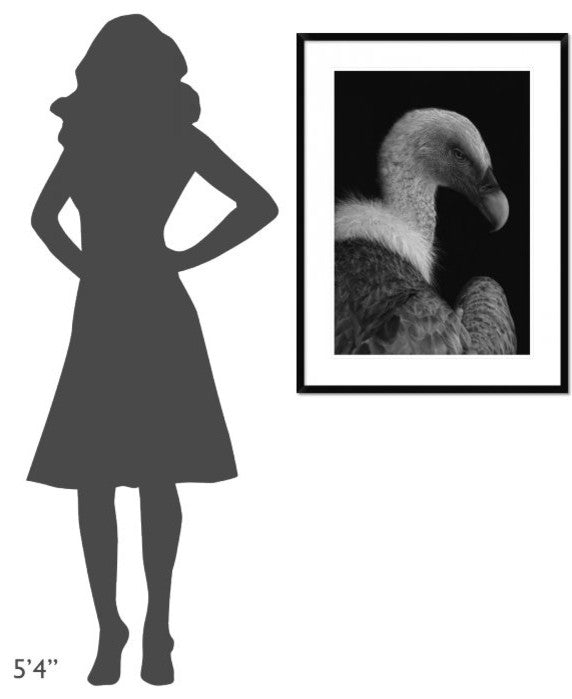 "Majestic" Framed Digital Print by Jimmy Hoffman, 28"x38"