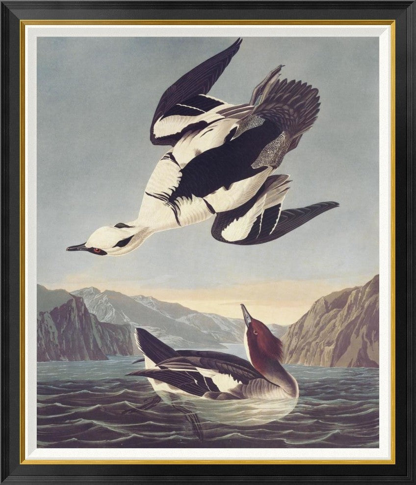 "Smew Or White Nun" Framed Canvas Giclee by John James Audubon, 36x42"