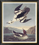 "Smew Or White Nun" Framed Canvas Giclee by John James Audubon, 36x42"