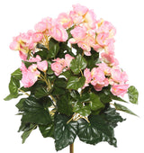 15.25" Lt Pink Begonia Bush