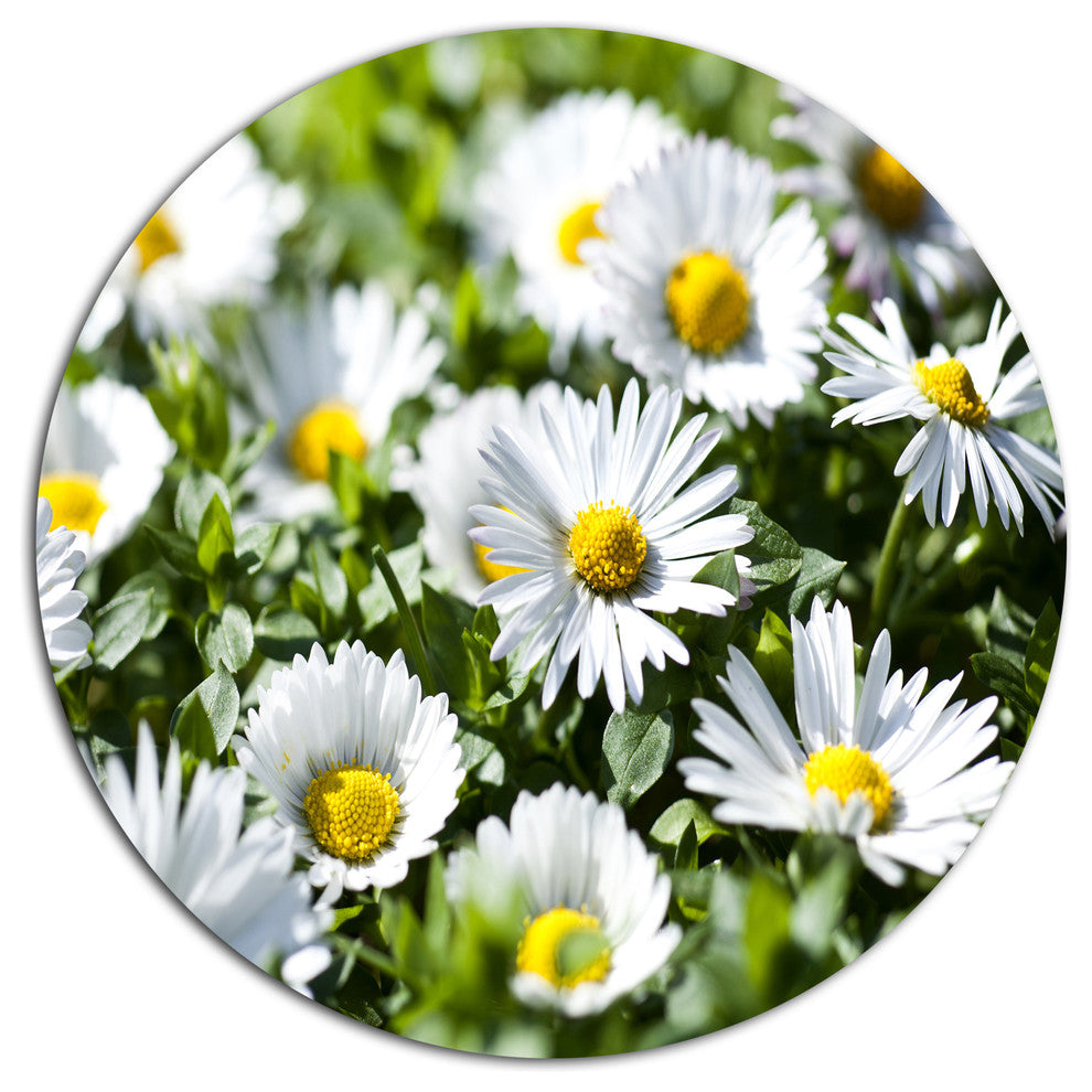 Spring Background With White Flowers, Modern Floral Round Wall Art, 11"
