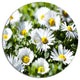 Spring Background With White Flowers, Modern Floral Round Wall Art, 11"