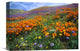 "California Poppy And Other Wildflowers, Antelope Valley, California" Artwork