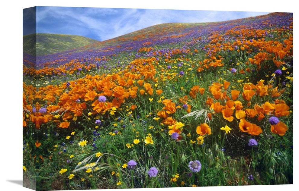 "California Poppy And Other Wildflowers, Antelope Valley, California" Artwork