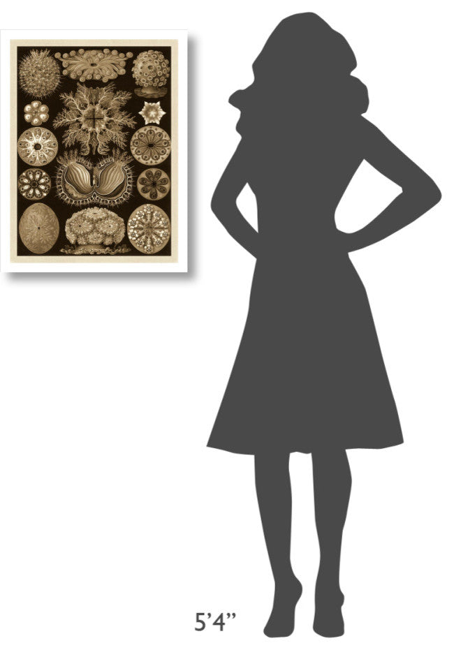 "Haeckel Nature Illustrations: Ascidiae - Sepia Tint" Print, 20"x26"