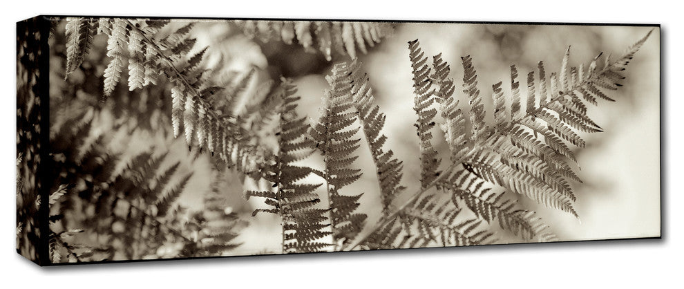 Alan Blaustein ''Florison 101'' Canvas Art, 47x16