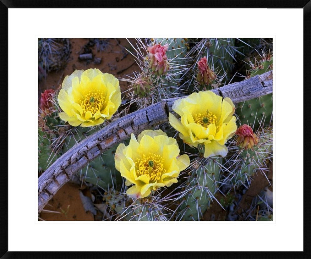 "Opuntia cactus blooming, North America"  by Tim Fitzharris, 32x26"