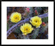 "Opuntia cactus blooming, North America"  by Tim Fitzharris, 32x26"